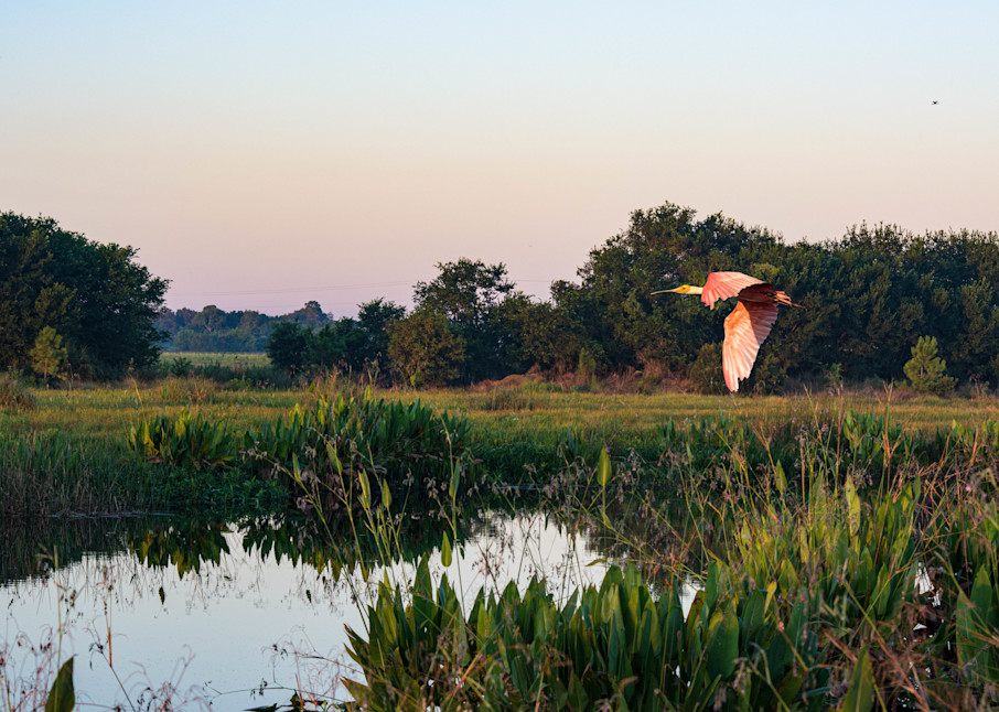 Roseate Spoonbill In The Morning Photography Art | Images by Robert Barr