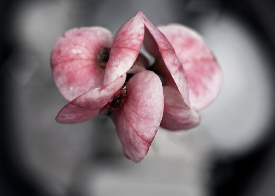 Covid Flower 4 Photography Art | Walter Lockwood Photography