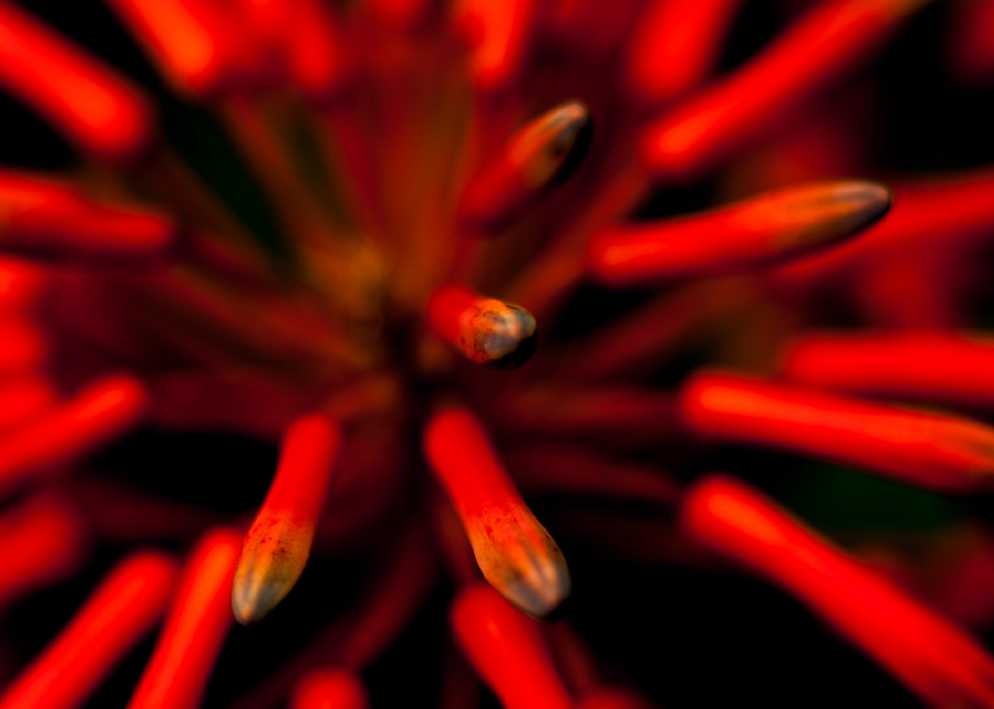 Covid Flower 3 Photography Art | Walter Lockwood Photography