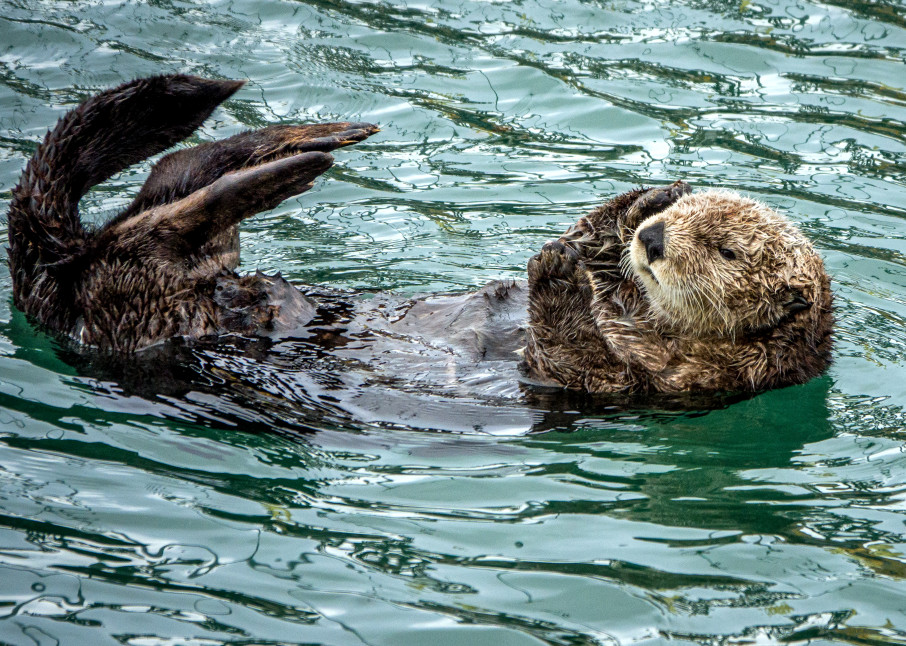 Sea Otter