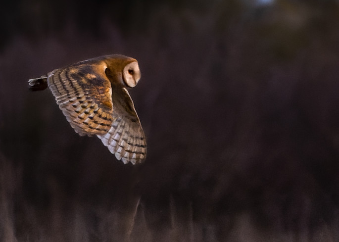Barn Owl Flight 1 Photography Art | CSY Photography