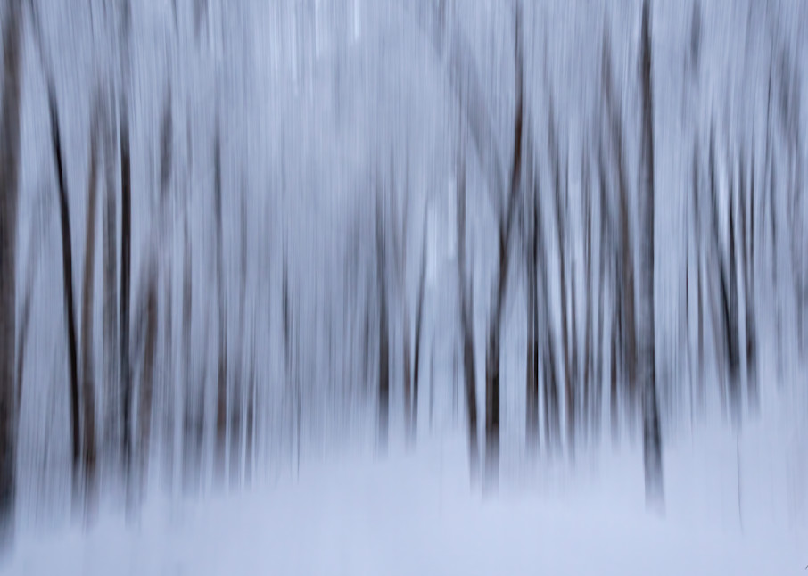 Abstract of birch forest in winter in Alaska.