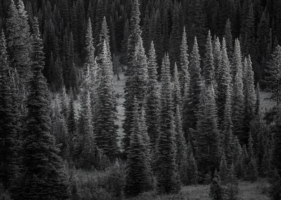 Forest, Chinook Pass, Washington, 2022