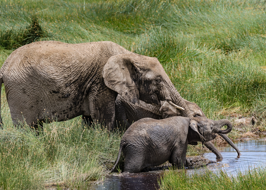 Family At The Watering Hole Photography Art | johnnelson