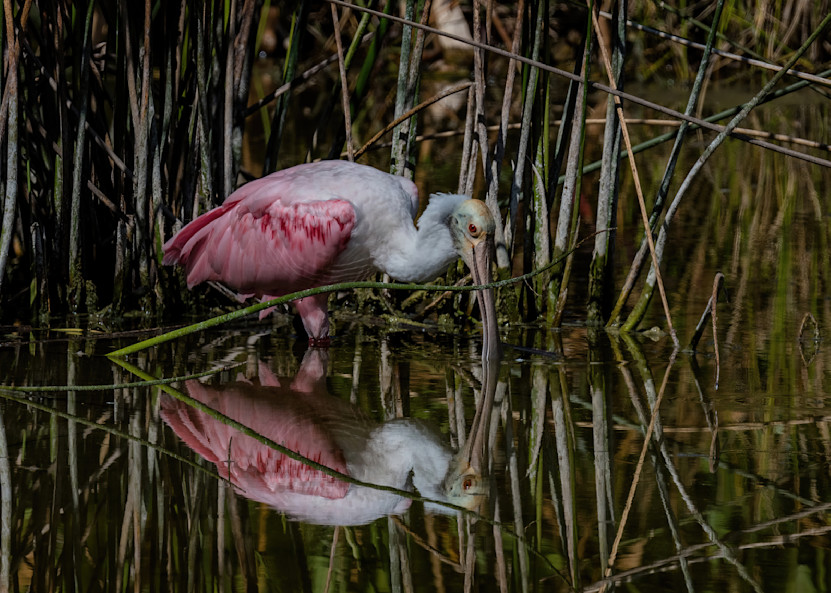 Roseate Spoonbill Reflecting Photography Art | johnnelson