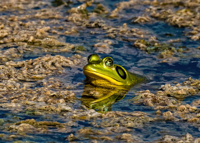 Pig Frog At Green Cay Photography Art | johnnelson