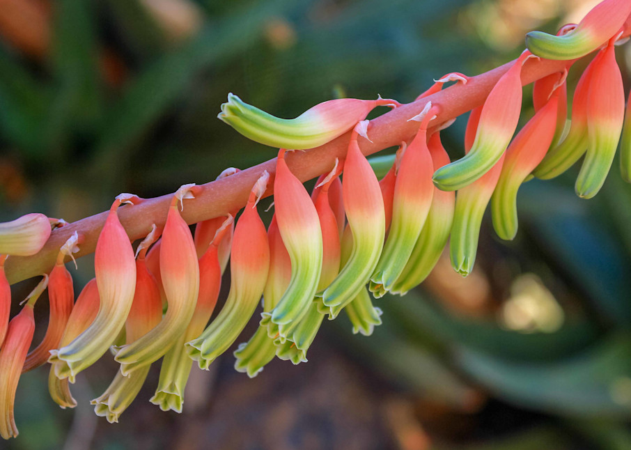 Who says the desert isn't colorful? The showy bloom of the aloe plant is a welcome sight during the desert winter.