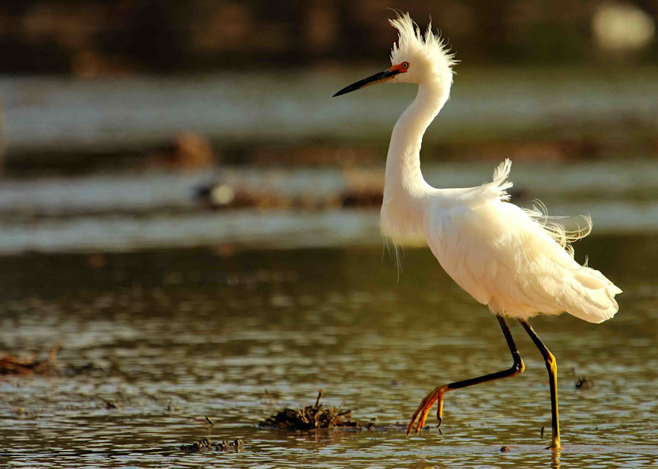 A snowy egret stalks its prey in the swampy pond at the Gilbert Riperian Preserve in Arizona.