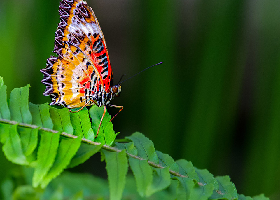 Lacewing Butterfly Photography Art | NKF Fine ART