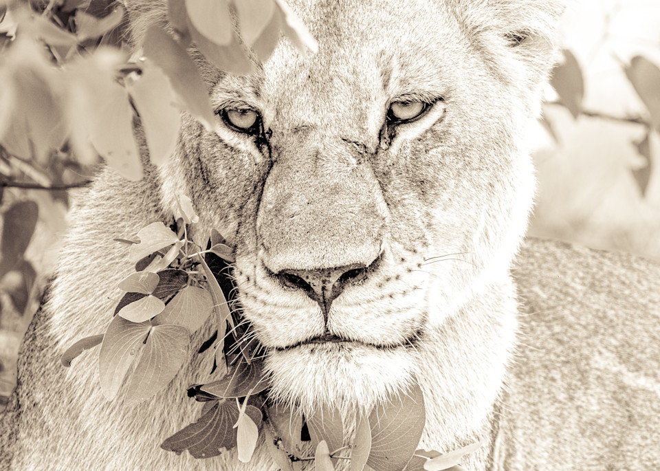 Lioness in Foliage