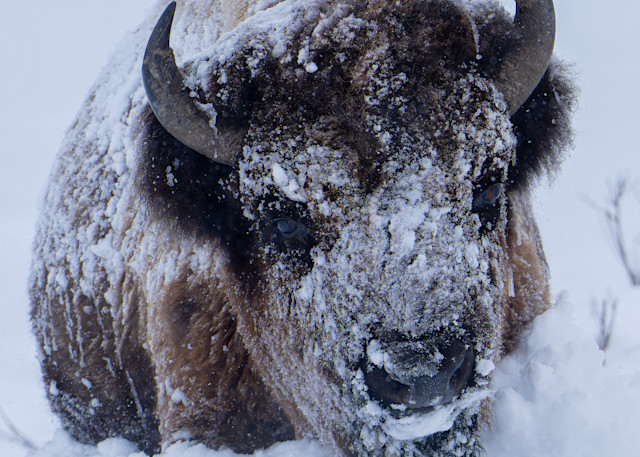 Bull Bison Plowing Through Snow In Yellowstone National Park. Photography Art | John Winnie Jr. Photography