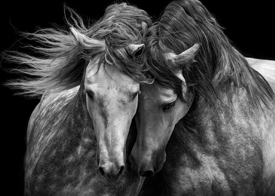 Two Andalusian Stallions Tote Photography Art | Living Images by Carol Walker, LLC