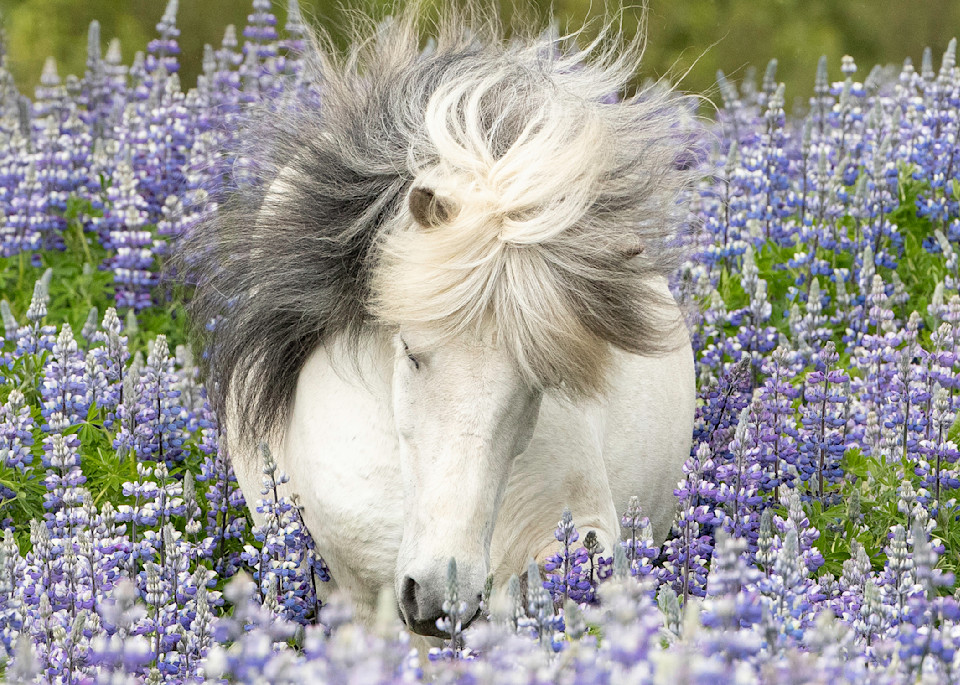 Shy Lupine Mare Tote Photography Art | Living Images by Carol Walker, LLC