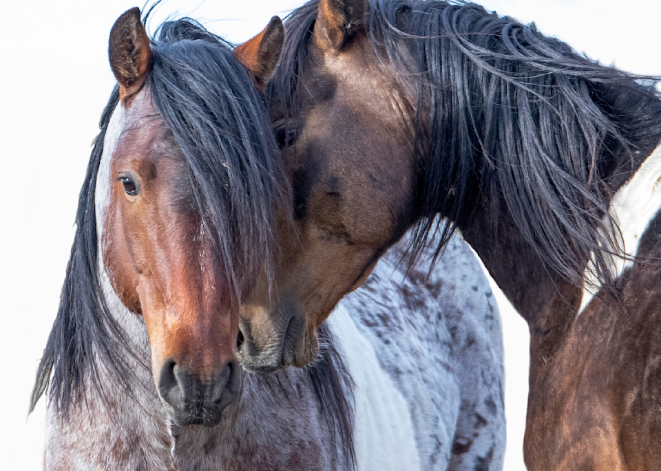 Two Wild Pinto Brothers Photography Art | Living Images by Carol Walker, LLC
