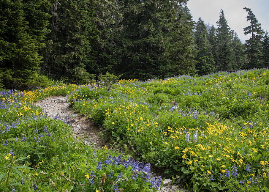 Flower field, Mt. Rainer National Park