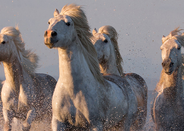 The Magnificent Seven Photography Art | Living Images by Carol Walker, LLC