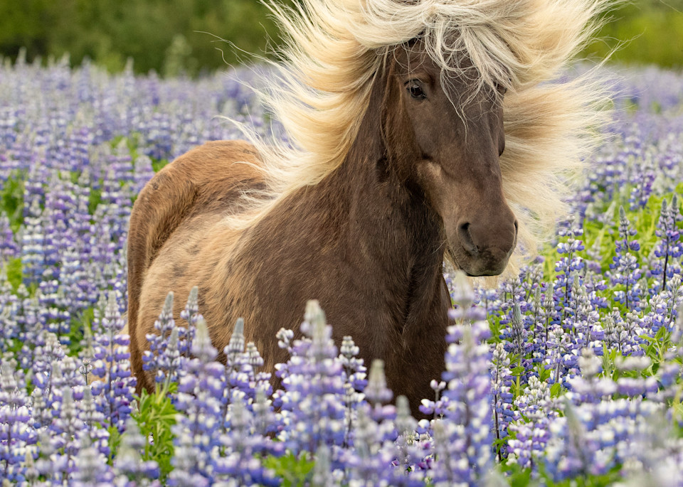 Wild Mane In The Lupine Photography Art | Living Images by Carol Walker, LLC