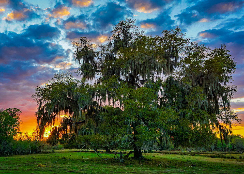 Florida Live Oak Photography Art | Lift Your Eyes Photography