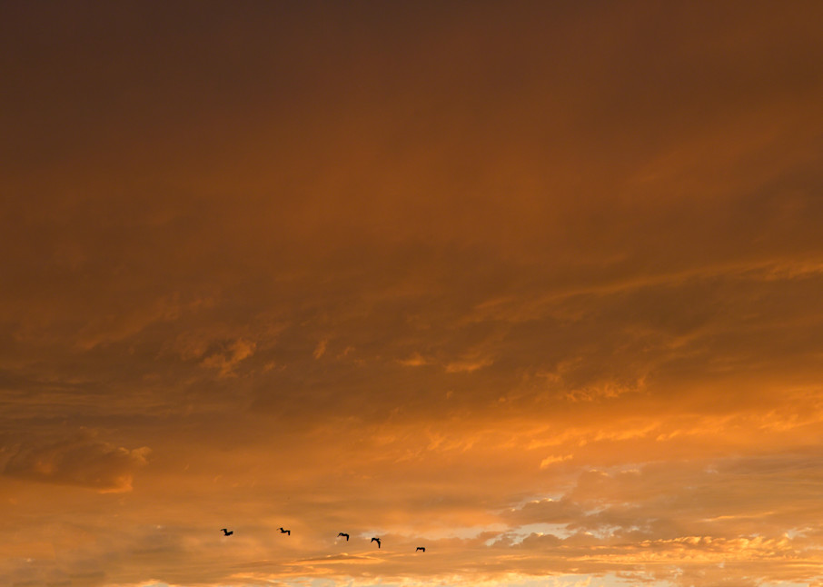 Pelican Sunset Art | Karen Hutton Fine Art