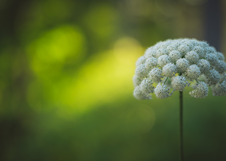 Capturing the Majestic Beauty of Queen Annes Lace in Afternoon Light