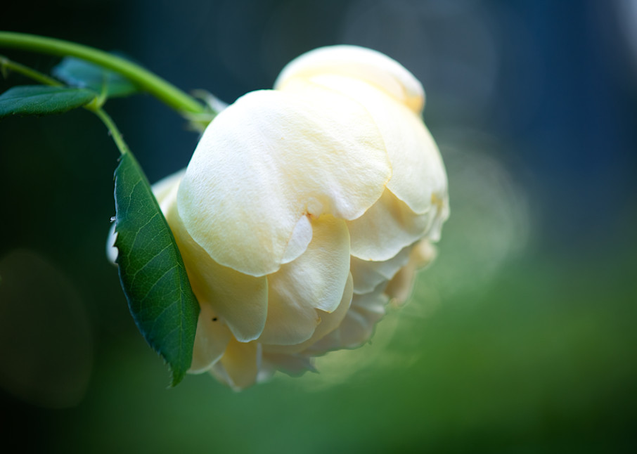Enchanting Photograph of the Golden Celebration Rose;  Fine Art Prints are available on metal, canvas, and more.
