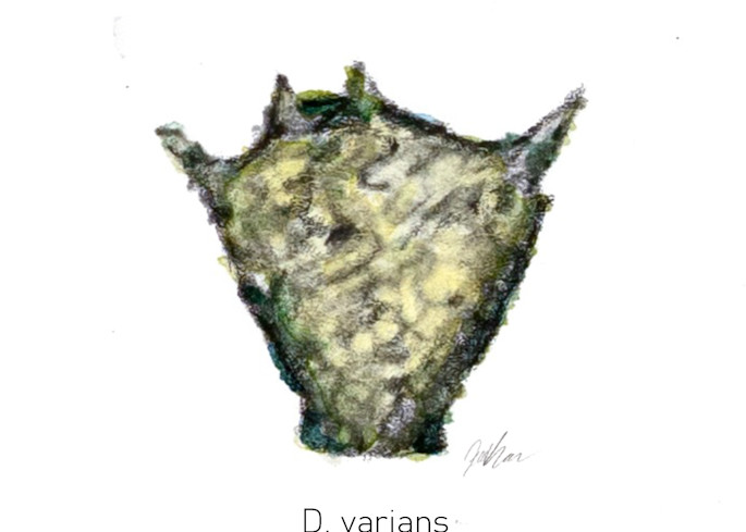 D. Varians Art | Jennifer Ray-Kellerstrass