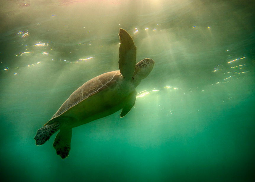 Turtle Sky Photography Art | Dodge Ocean