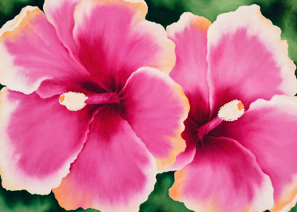 Pink Hibiscus   Products Art | Mercedes Fine Art