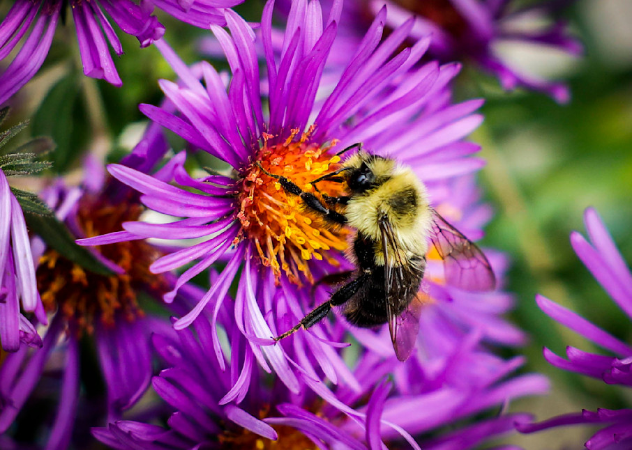 Hungry Bumble Bee Photography Art | corysewardphotography