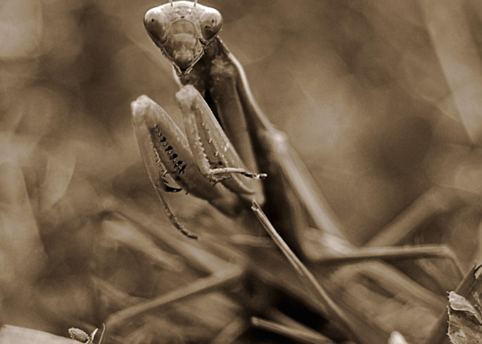 Mantis Art | tommurray