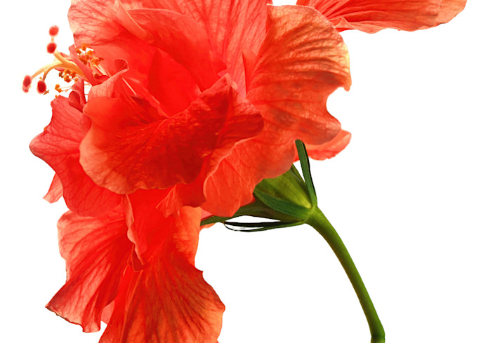 Hibiscus Art | tommurray