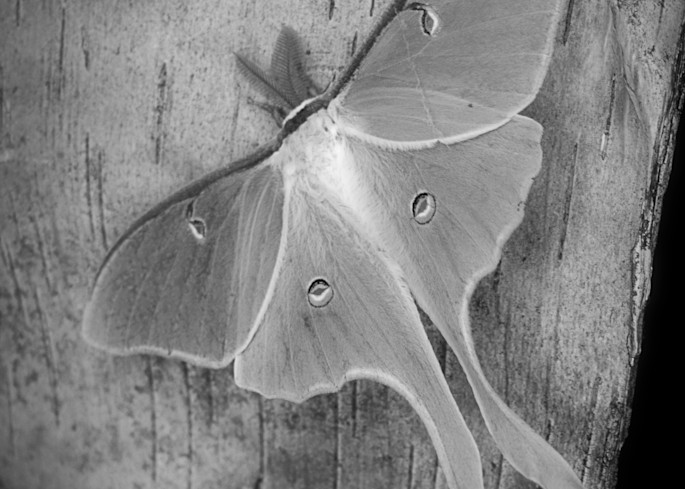 Luna Moth Art | tommurray
