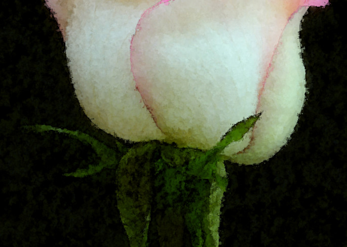 Perfect Rose Art | tommurray