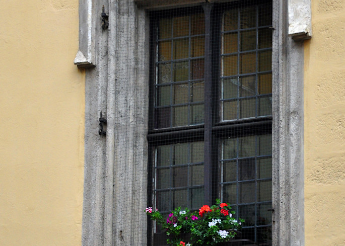 Blumen In Der Witwe Art | tommurray