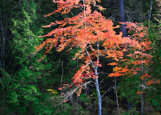 Harbinger Art | tommurray