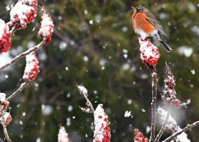 Winter Robin Art | tommurray
