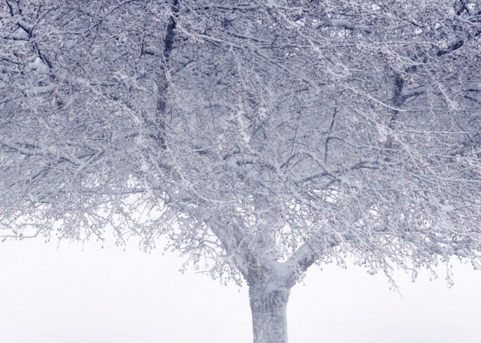 Crystal Tree Art | tommurray