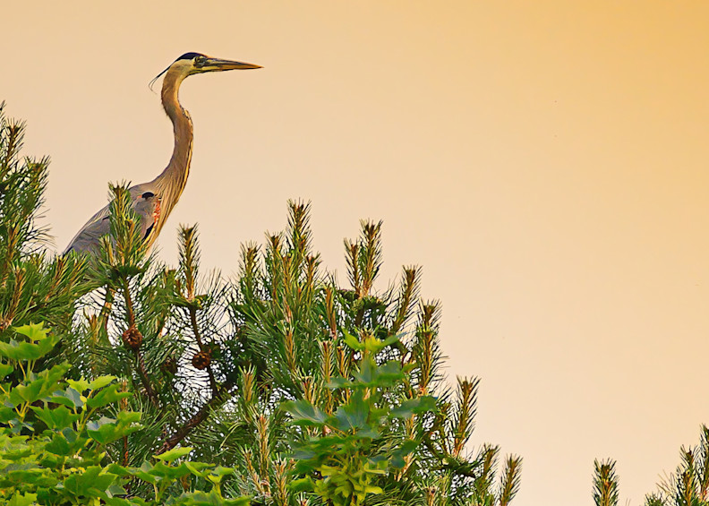 On Watch   Card Photography Art | Steve Rizzi Photography