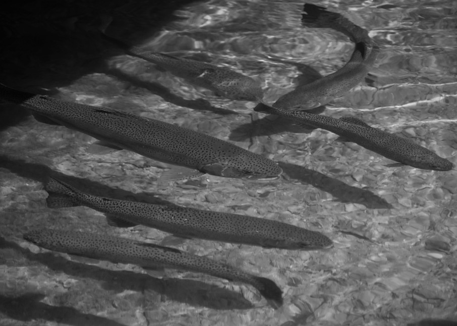 Awaiting The Battle   Card Photography Art | Steve Rizzi Photography