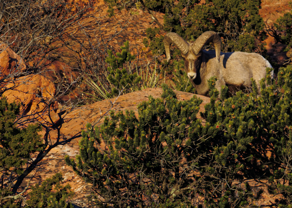 02062025 Gog Bighorn Sheep Jhel5404 Photography Art | James H Egbert's Silver Branch Studios