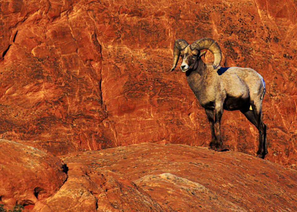 02062025 Gog Bighorn Sheep Jhel5339 Photography Art | James H Egbert's Silver Branch Studios