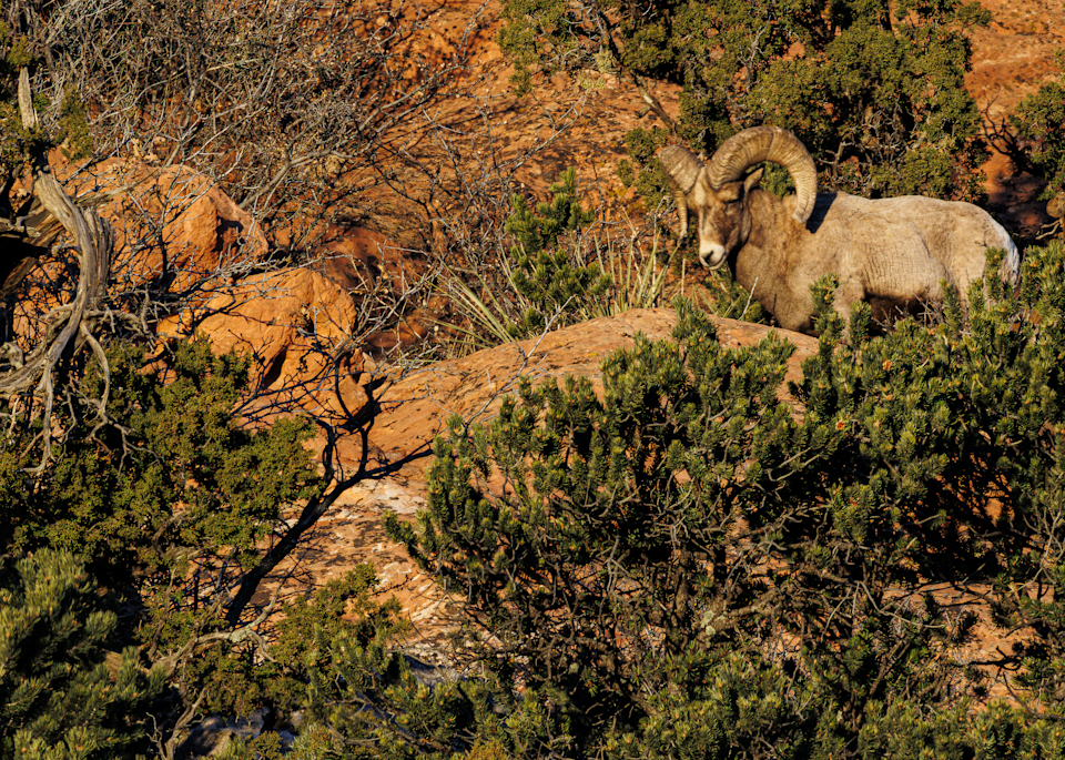 02062025 Gog Bighorn Sheep Jhel5398 Photography Art | James H Egbert's Silver Branch Studios