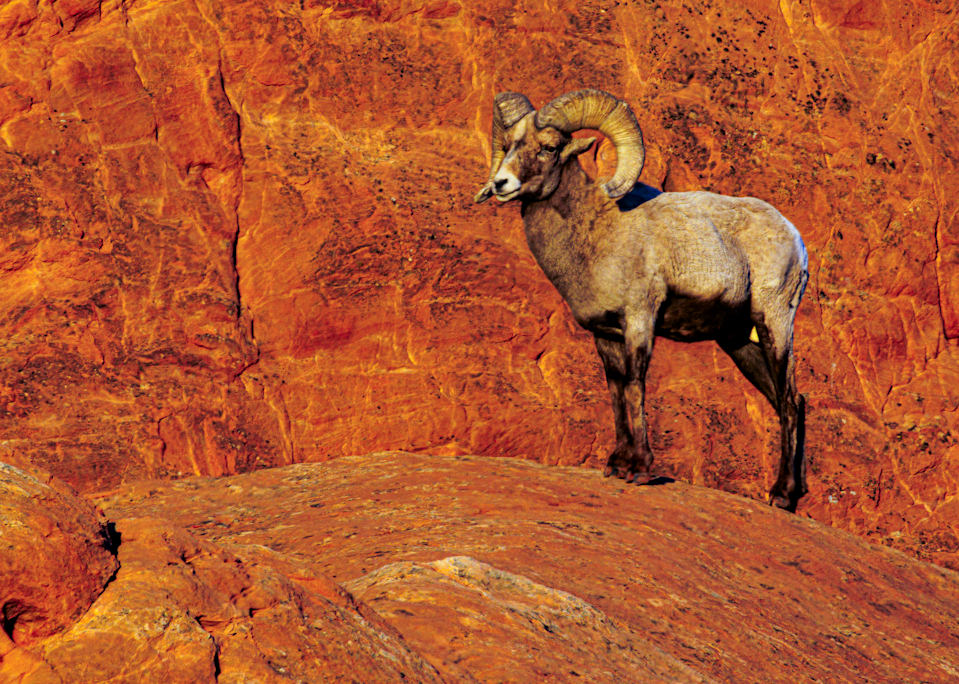 02062025 Gog Bighorn Sheep Jhel5331 Photography Art | James H Egbert's Silver Branch Studios