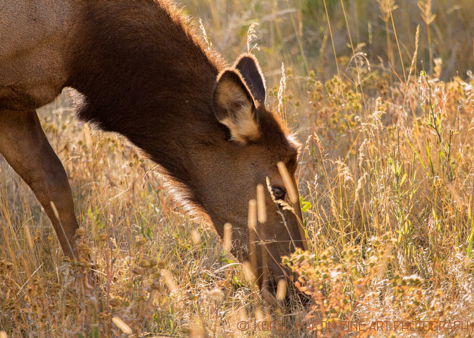 Elk Grass Campground Photograph 1257 Rocky Mountain National Park Photograph Wildlife Photography Koral