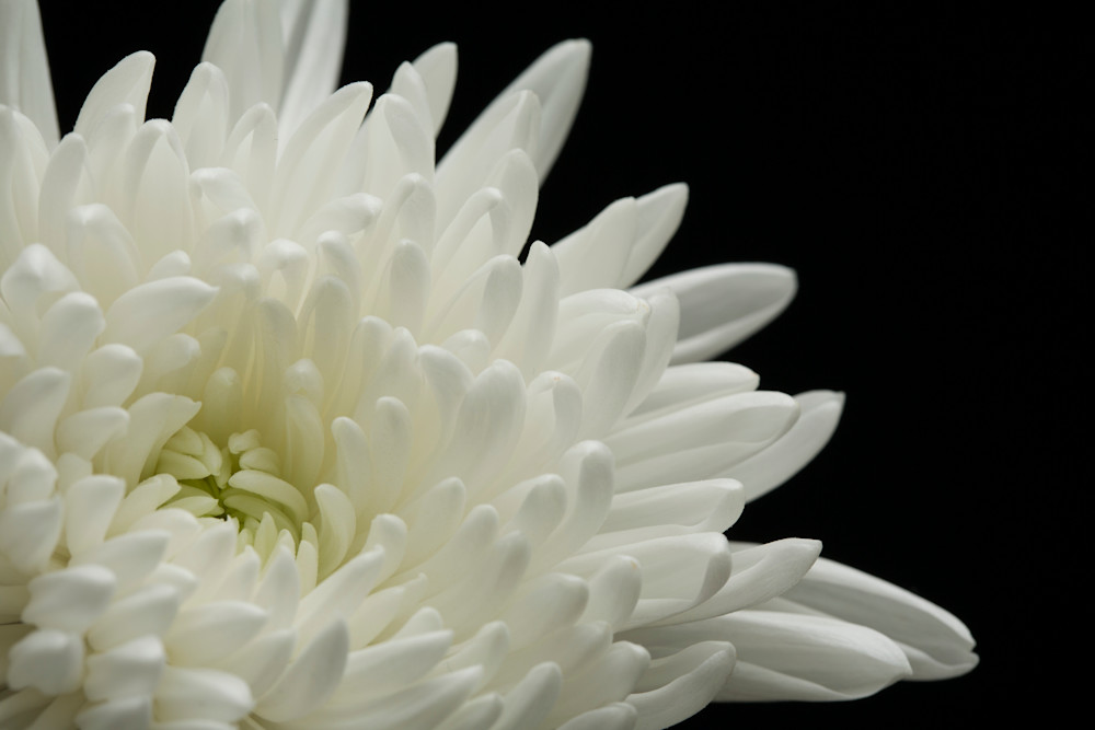 Beckoning (White Chrysanthemum)