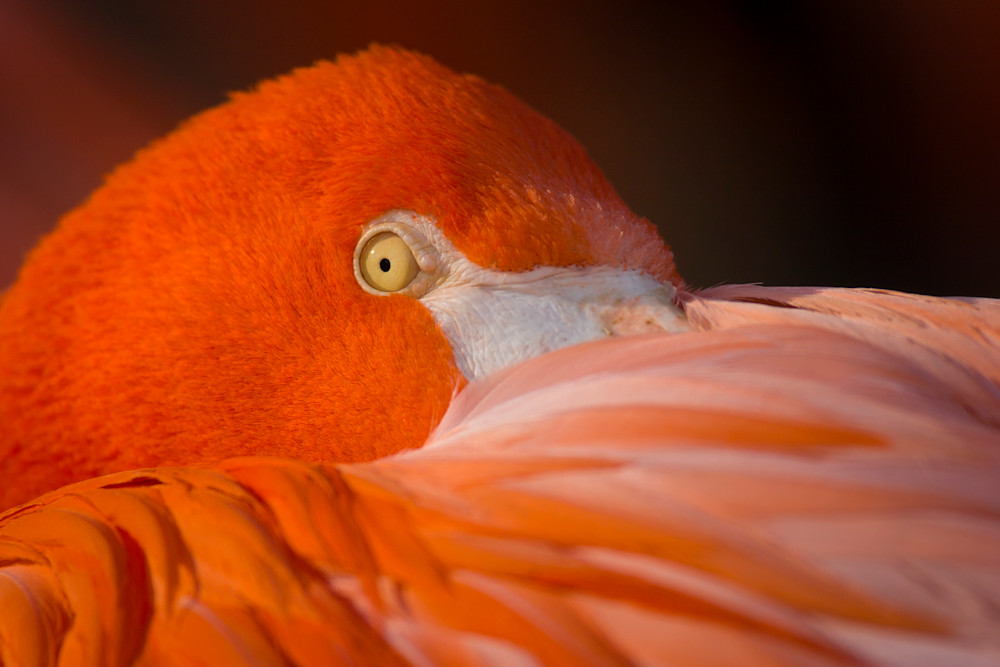 The Pink Flamingo's Stare [C]