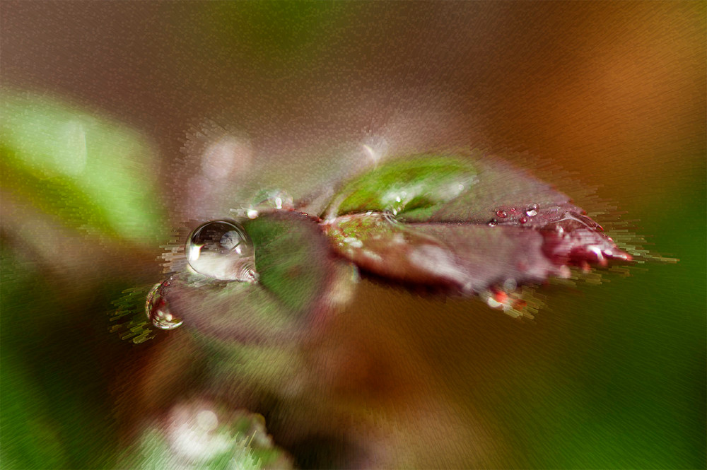 Droplet on rose leaf