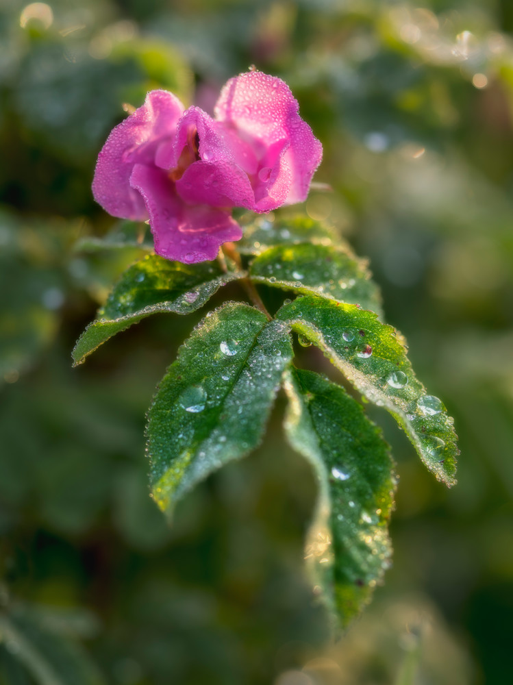 Wild Rose in Morning Dew