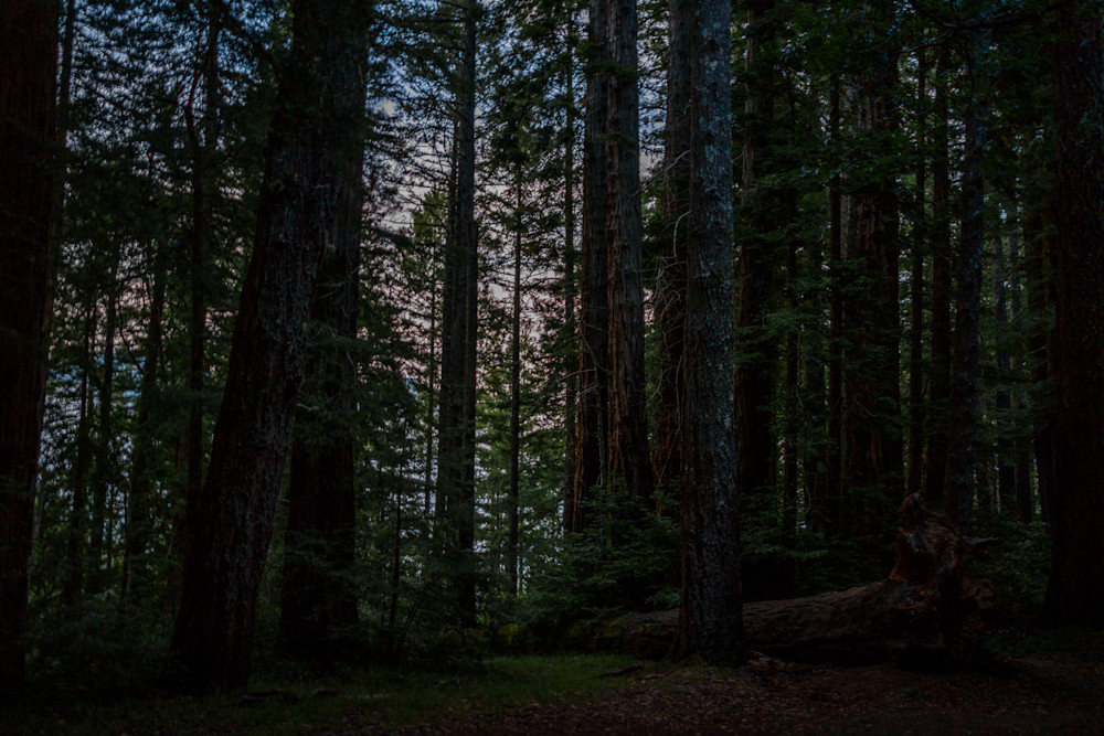 photography, nocturne, Marin County, Mt. Tamalpais, landscape, California, forest