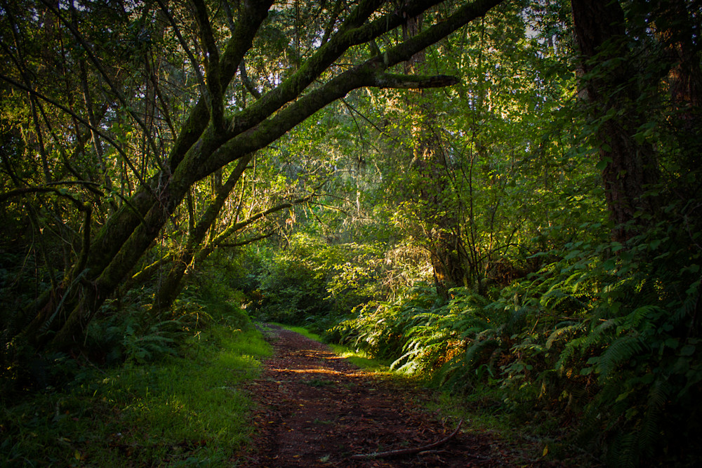 Landscape, Photography, California, Point Reyes, Forest
